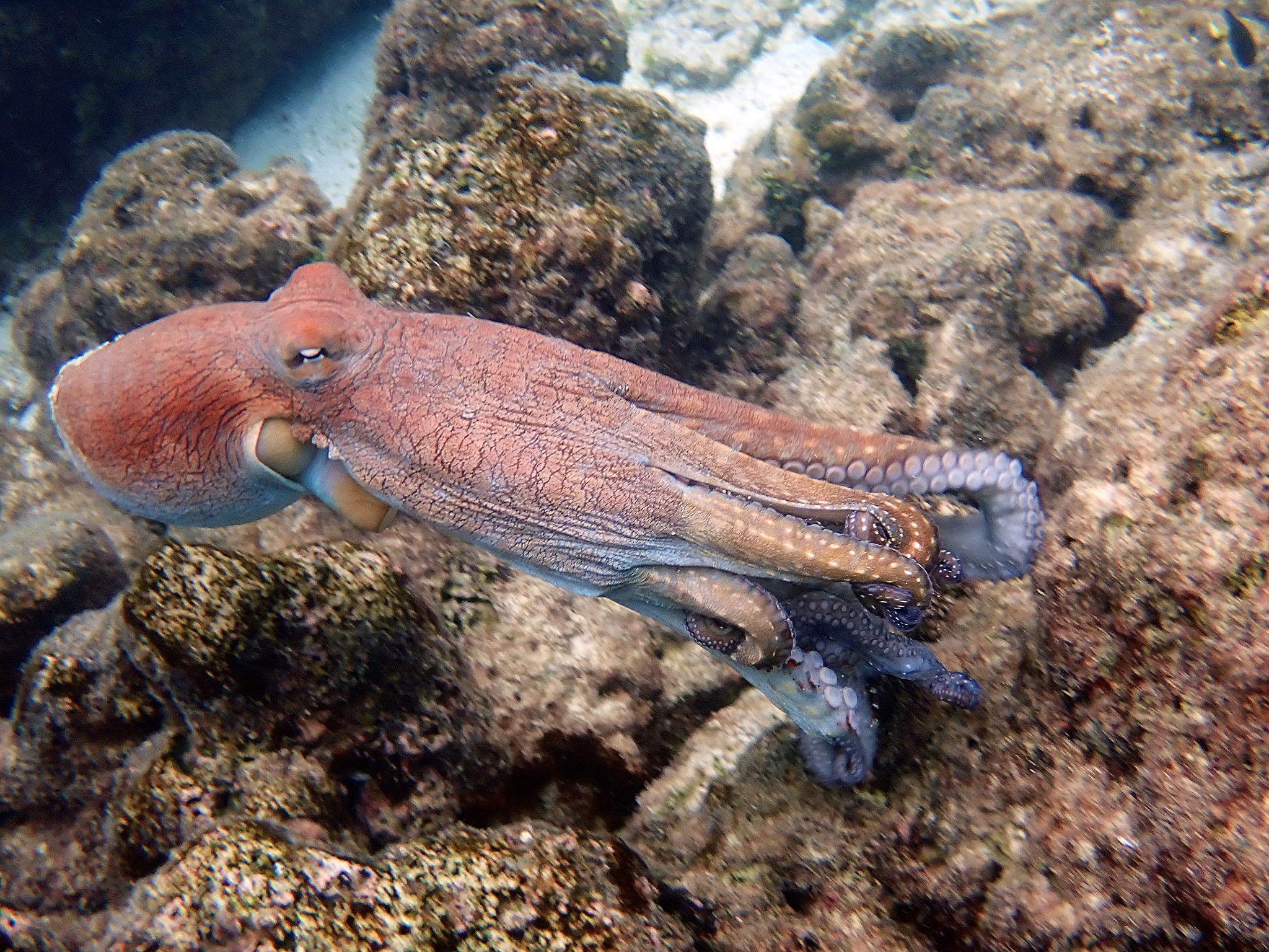 Common Octopus (Octopus vulgaris)  on the house reef of Rannalhi Island, South Male Atoll, Republic of the Maldives. Part of a series.