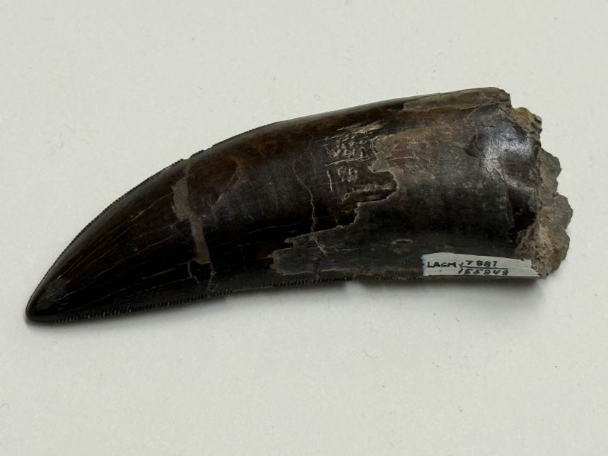 02-t-rex-tooth-plain-708-ucla.JPG