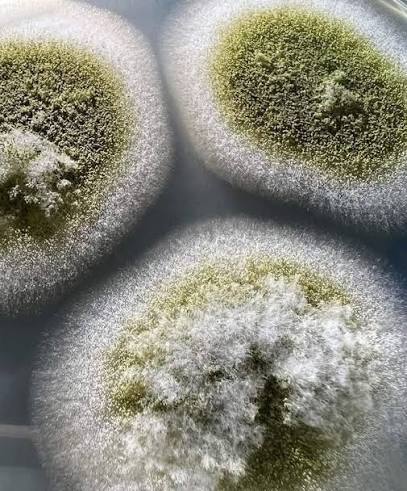 Aspergillus_flavus.jpg