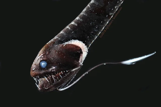 black-dragonfish-is-the-most-badass-abyssal-creature-by-far-v0-8nwmw6k72lpd1.webp