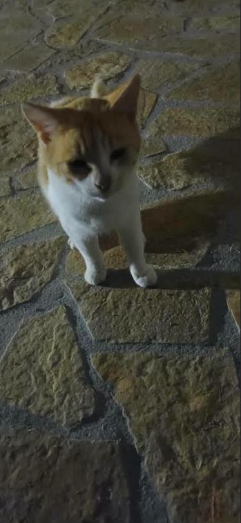 cat2.JPG