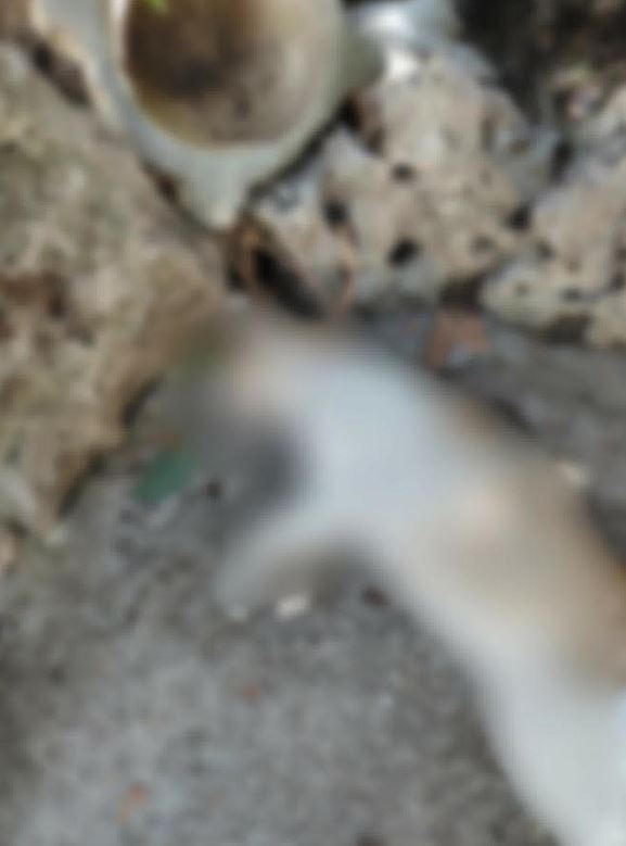 cat4.JPG
