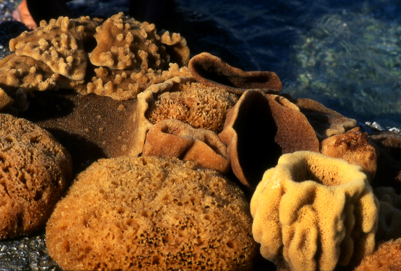 DODECANESE-KALYMNOS©CLAIRY MOUSTAFELLOUPothia ,sea sponges