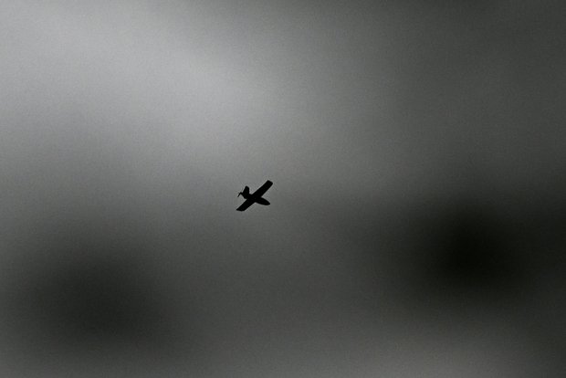dronebird.jpg
