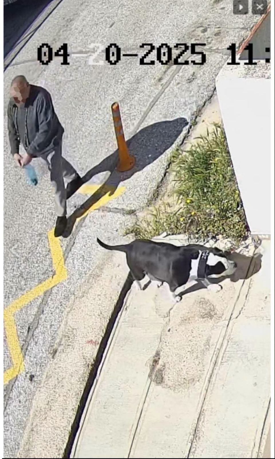 fvto_bn_pitbul.jpg