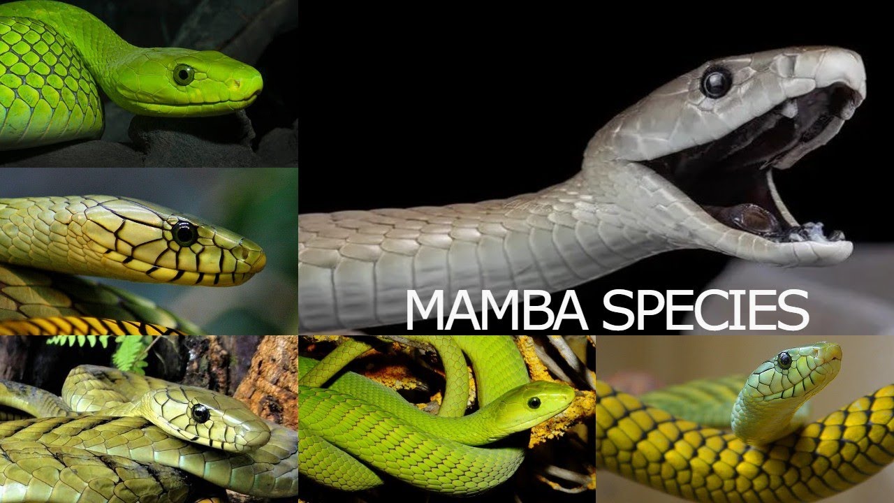 mamba.jpg