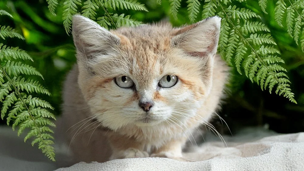 sand_cat.webp