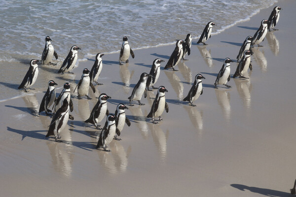 Πιγκουίνοι_2.jpg