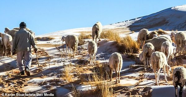 38110756-9156697-Sheep_can_be_seen_standing_on_the_ice_covered_dunes_in_the_Alger-a-83_1610897374720-600x314.jpg