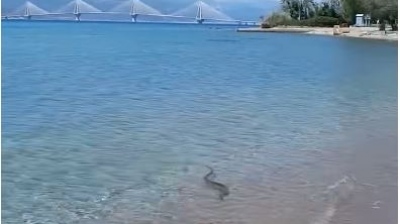 Φίδι πήγε για κολύμπι στον Καστελόκαμπο Πάτρας κι αφού... δροσίστηκε βγήκε στην παραλία