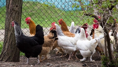 Ο πόλεμος πλήττει και τα... κοτόπουλα - Βαριές απώλειες στη ρωσική βιομηχανία πουλερικών από τις κυρώσεις
