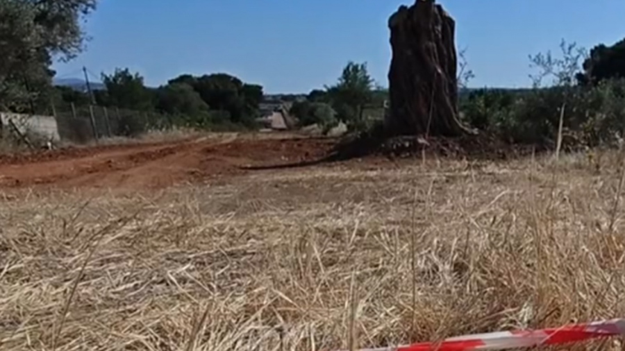 Φονικό στη Ραφήνα - H αιτία της δολοφονίας του άνδρα που βρέθηκε νεκρός σε αμπελώνα