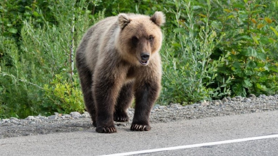 Άνοιξε το κινητό του νεκρού ορειβάτη - Επιβεβαιώθηκε η επίθεση από αρκούδα, στα σκουπίδια οι ψεκ θεωρίες των ζωοταλιμπάν