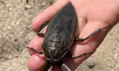 Λιθόκερος: Συναγερμός και στον Πύργο για το μεγαλύτερο δηλητηριώδες υδρόβιο έντομο