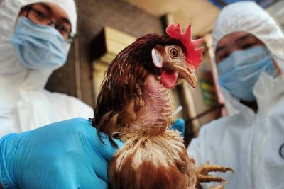 Δανία: Εστία της γρίπης των πτηνών σε εκτροφείο της χώρας
