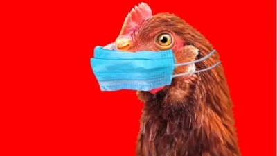 Γρίπη των πτηνών: Πρώτο κρούσμα σε άνθρωπο καταγράφηκε στην Αυστραλία