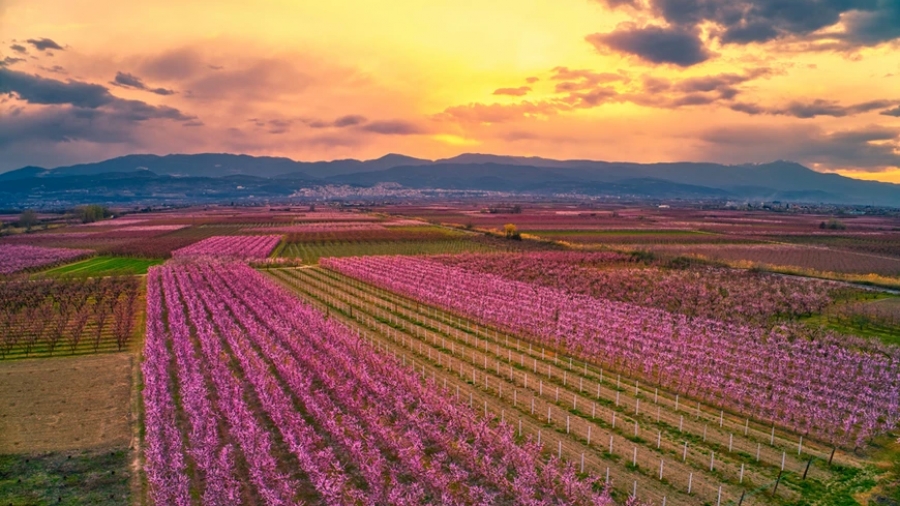 Σαν πίνακας ζωγραφικής οι εντυπωσιακές, ανθισμένες ροδακινιές της Βέροιας