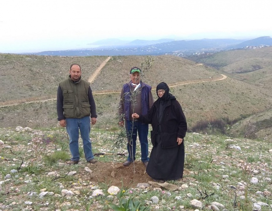 Η ΟΠΤΙΜΑ Α.Ε. παραδίδει αναφυτεμένο τον ελαιώνα του Λυρείου  Ιδρύματος