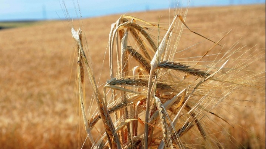 ΗΠΑ: Η τιμή των σιτηρών πέφτει, μετά την επιστροφή της Ρωσίας στη συμφωνία για την εξαγωγή τροφίμων από τη Μαύρη Θάλασσα