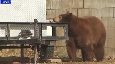 Τρόμος σε ζωντανή μετάδοση - Αρκούδα εμφανίζεται πίσω από δημοσιογράφο (vid)