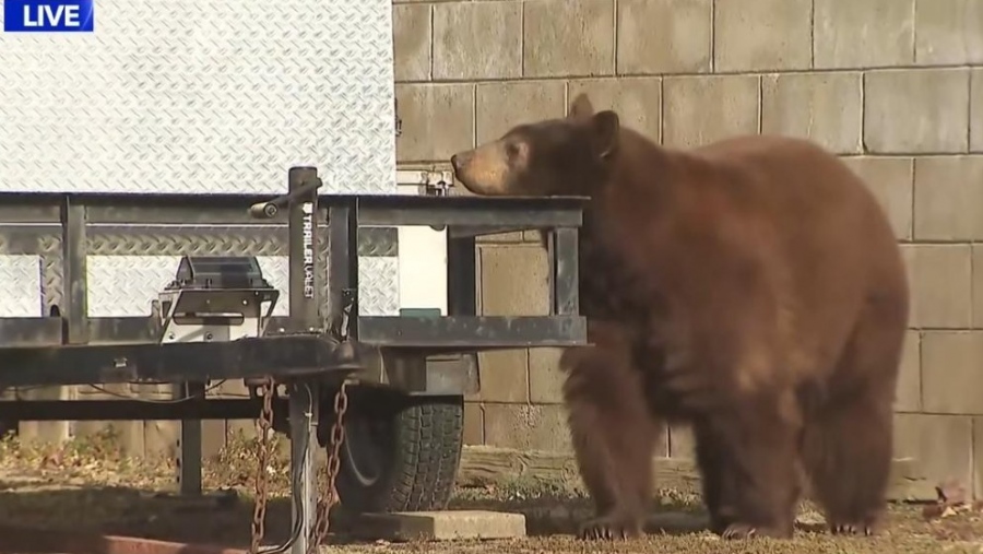Τρόμος σε ζωντανή μετάδοση - Αρκούδα εμφανίζεται πίσω από δημοσιογράφο (vid)
