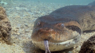 Σοκ στην επιστημονική κοινότητα - Ανακαλύφθηκε γιγαντιαίο ανακόντα στον Αμαζόνιο που αλλάζει όσα γνωρίζαμε για το είδος