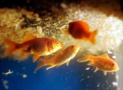 Απίστευτη εξέλιξη από το πανεπιστήμιο Μπεν Γκουριόν: Έμαθαν σε χρυσόψαρα να οδηγούν με επιτυχία - Βίντεο