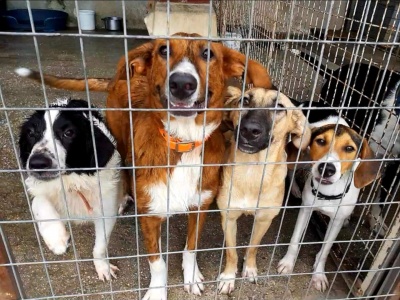 Happy Puppy Day! Ημέρα Υιοθεσίας στο Πάρκο Ελευθερίας