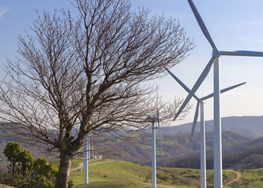 Enel Green Power: Σχέδιο αναδάσωσης στην περιοχή του αιολικού πάρκου Καφηρέα