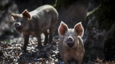 Συναγερμός με κρούσμα αφρικανικής πανώλης των χοίρων στις Σέρρες