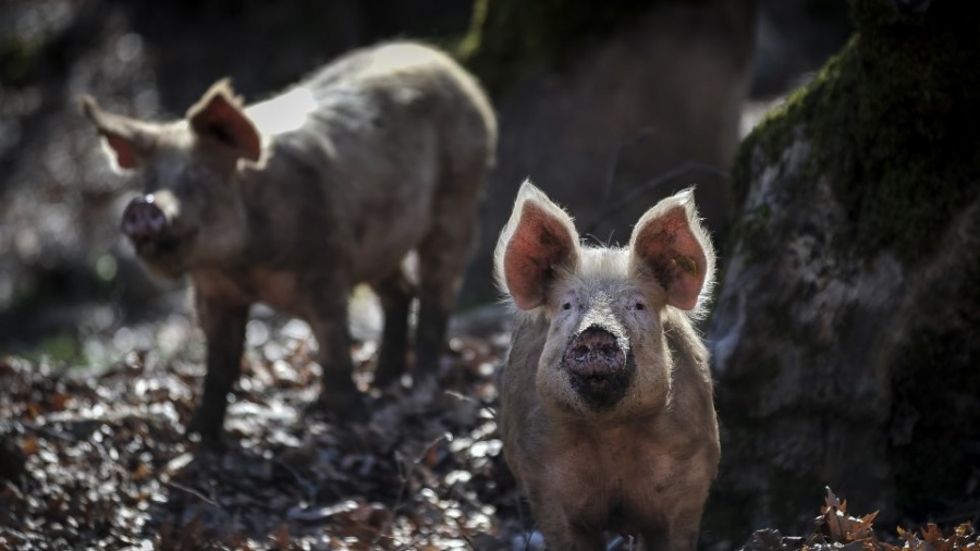 Συναγερμός με κρούσμα αφρικανικής πανώλης των χοίρων στις Σέρρες