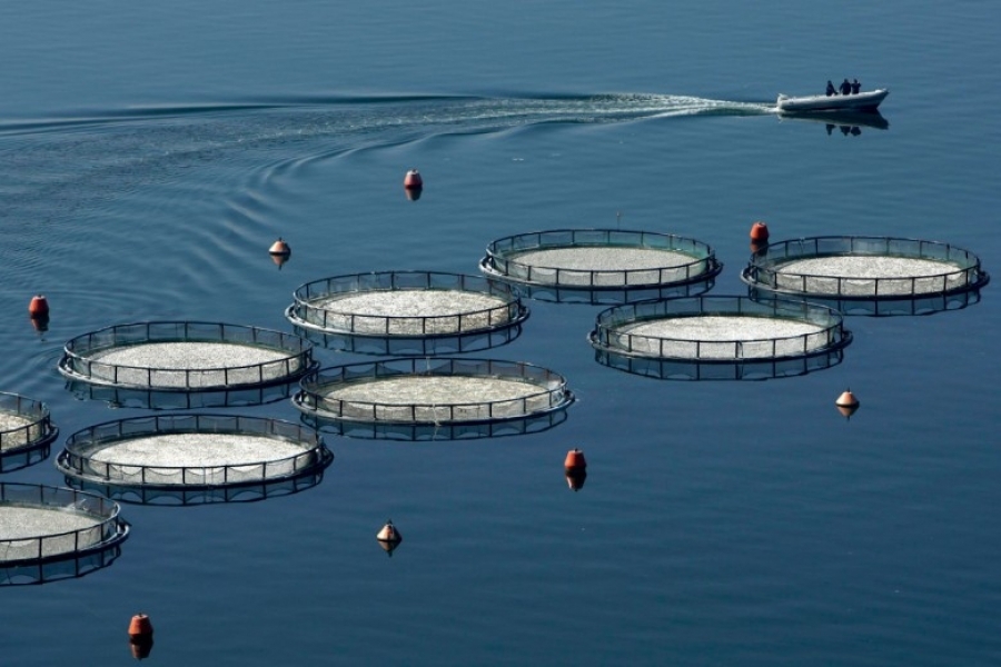Η Κομισιόν ενεργοποιεί μέτρα για τη στήριξη της αλιείας και των υδατοκαλλιεργειών