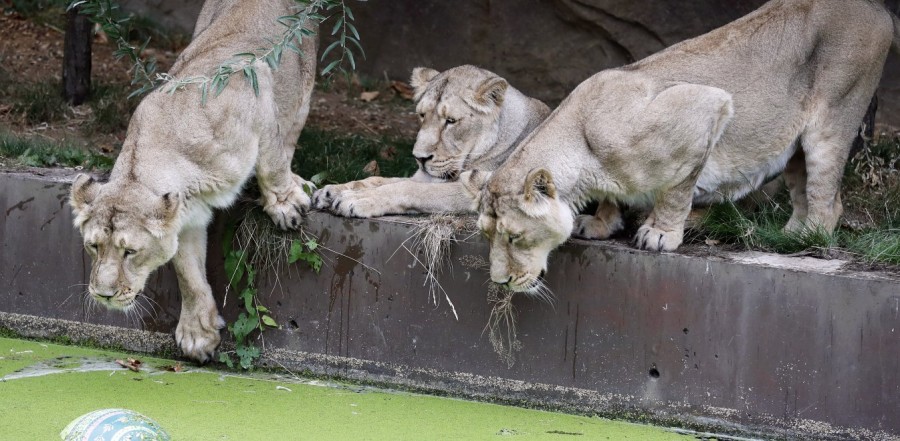 Κορωνοϊός - Ισπανία: Τέσσερα λιοντάρια βρέθηκαν θετικά σε ζωολογικό κήπο