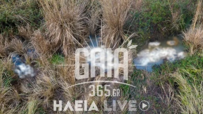 Zombie apocalypse θυμίζει ο ποταμός Αλφειός - Δεκάδες νεκρά πρόβατα σε αποσύνθεση