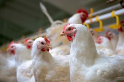 Κρήτη: Ανάκληση βιολογικού κοτόπουλου και δεκάδων χιλιάδων βιολογικών αυγών
