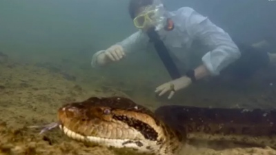 Ανακαλύφθηκε το μεγαλύτερο ανακόντα στον κόσμο - Ζυγίζει 200 κιλά