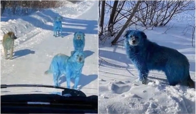 Μυστήριο με τα μπλε αδέσποτα σκυλιά στην Ρωσία και το εγκαταλελειμμένο εργοστάσιο