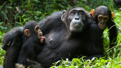 Σοκ στην επιστημονική κοινότητα: «Εμφύλιος πόλεμος» σε χιμπαντζήδες... της Ουγκάντας