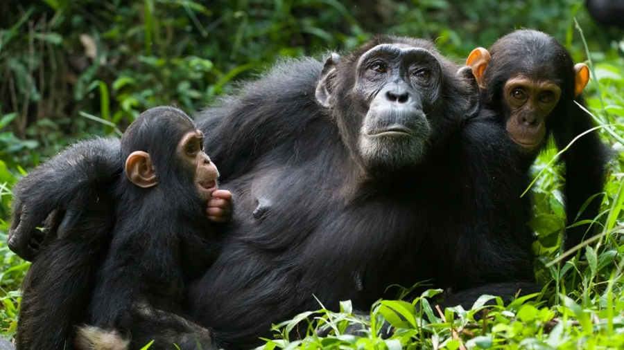 Σοκ στην επιστημονική κοινότητα: «Εμφύλιος πόλεμος» σε χιμπαντζήδες... της Ουγκάντας