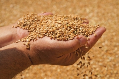 Νέο ιστορικό υψηλό για το σιτάρι μετά την απαγόρευση εξαγωγών από την Ινδία