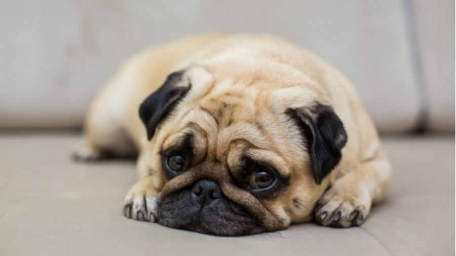 Ροχαλητό σκυλιών - Όταν είναι προειδοποιητικό σημάδι και όχι χαριτωμένο χαρακτηριστικό