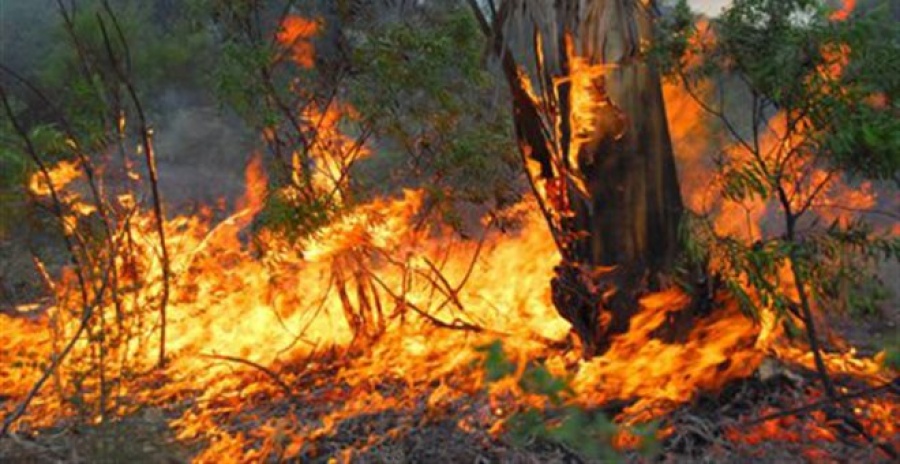 Οριοθετήθηκε η πυρκαγιά σε δασική έκταση στην Εύβοια