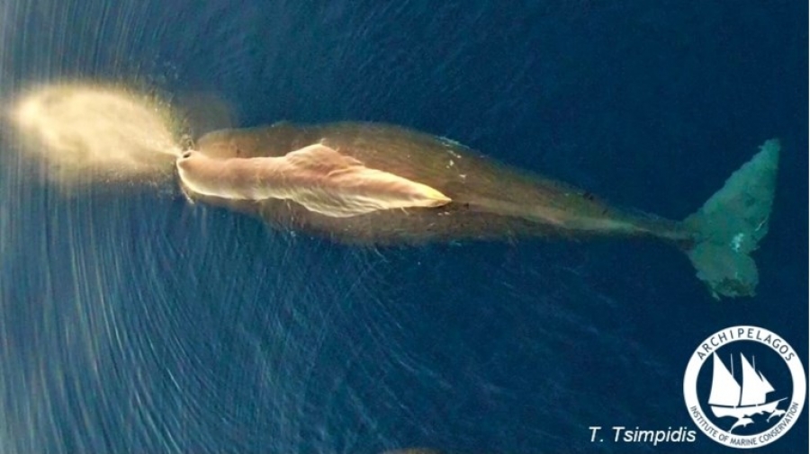 Τεράστια φάλαινα εντοπίστηκε στο Αιγαίο: Φτάνει σε μήκος τα 18 μέτρα και σε βάρος τους 57 τόνους