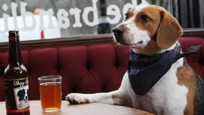 Εταιρεία έφτιαξε μπύρα για σκύλους και ψάχνει τετράποδα ως δοκιμαστές με 20.000 δολ. μισθό