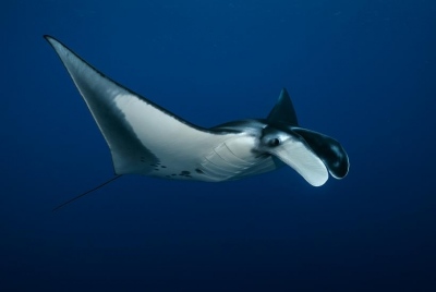 Οι ειρηνικοί τιτάνες του ωκεανού αποδείχθηκαν πλοηγοί - Τώρα είναι σαφές γιατί εξαφανίζονται στην άβυσσο μήκους 1 χιλιομέτρου