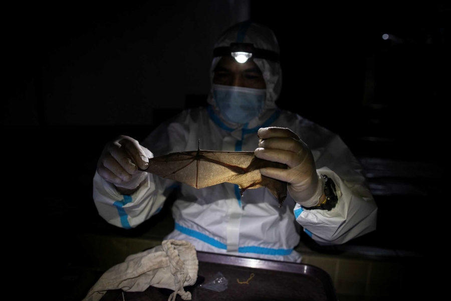 Κορωνοϊός: Συγγενικός ιός βρέθηκε σε νυχτερίδες στην Καμπότζη