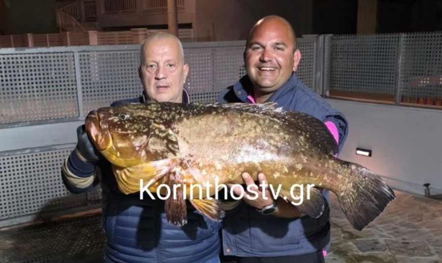 Έπιασαν ροφό - τέρας 20 κιλών στον Κορινθιακό Κόλπο