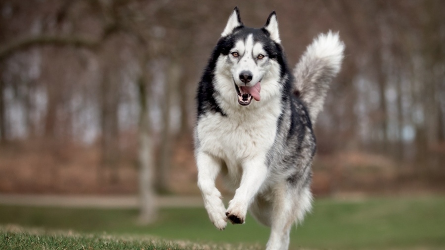 Τα πρώτα σημάδια ασθένειας στους σκύλους: γιατί η παρατήρηση μπορεί να σώσει ζωές