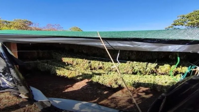 ΕΛ.ΑΣ: Εξάρθρωση κυκλώματος διακίνησης κάνναβης με κέρδη 8 εκατ. ευρώ - Έξι συλλήψεις