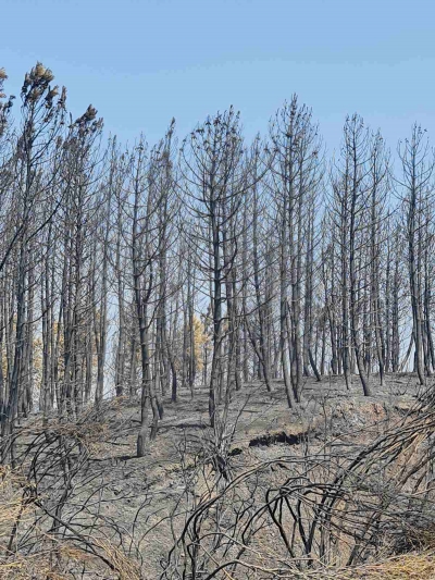 Λέκκας (καθηγητής): Σχεδόν σίγουρα τα πλημμυρικά φαινόμενα μετά τις καταστροφικές πυρκαγιές